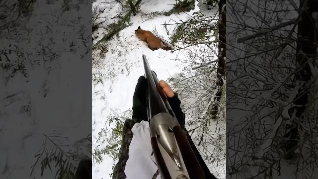 «в прицеле: мое путешествие по охоте на лис» #охота#huntingrussia#wildhunting#wildlife#foxhuntin «в прицеле: мое путешествие по охоте на лис» #охота#huntingrussia#wildhunting#wildlife#foxhuntin