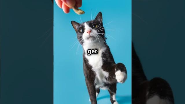 Training your cat in 60 seconds Training your cat in 60 seconds