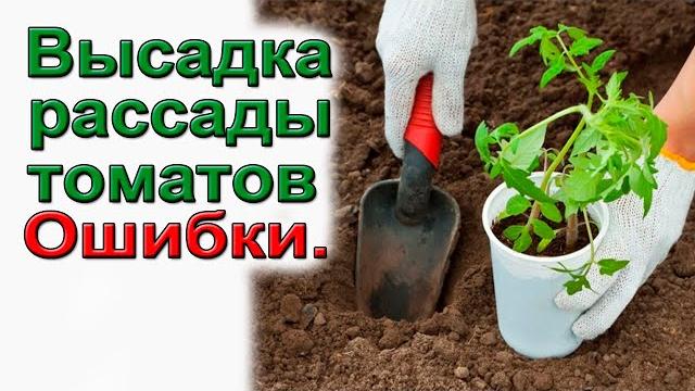 Волшебная закладка в лунки томатов, перцев. Волшебная закладка в лунки томатов, перцев.