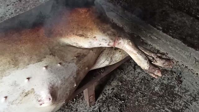 Забой свиньи!!! и небольшое фиаско!!!))) Забой свиньи!!! и небольшое фиаско!!!)))