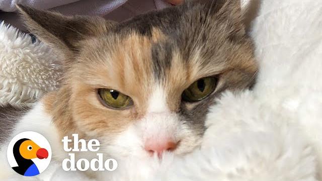 Woman adopts grandparents' grumpy cat | the dodo cat crazy Woman adopts grandparents' grumpy cat | the dodo cat crazy