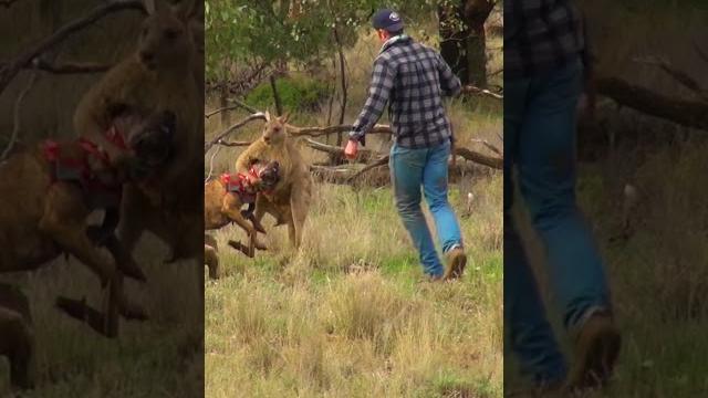 Man rescues dog from fierce kangaroo! Man rescues dog from fierce kangaroo!