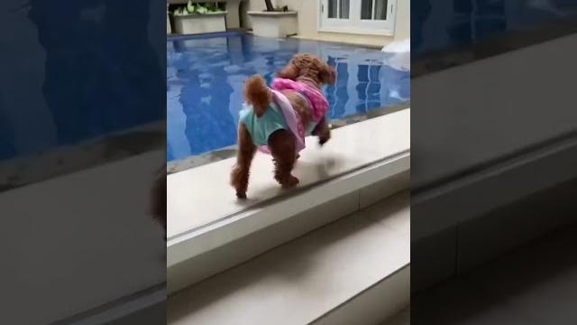 Pura2 tenggelam depan anjing aku!! #shorts Pura2 tenggelam depan anjing aku!! #shorts