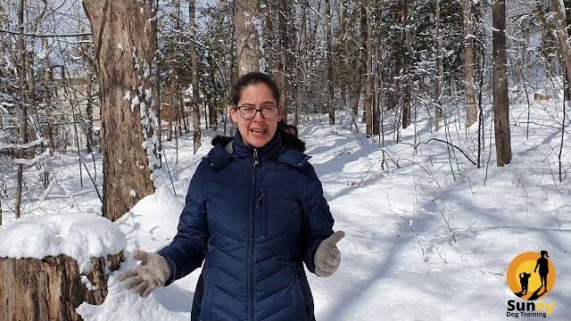 Sunny dog training ottawa Sunny dog training ottawa