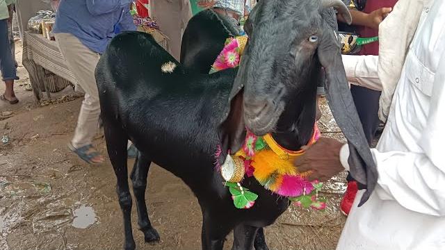 3.6.25 dehradun goat market video 3.6.25 dehradun goat market video