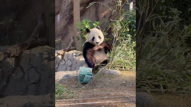 Part 4 | did you know that pandas poop frequently even while sleeping #panda #japan #shorts Part 4 | did you know that pandas poop frequently even while sleeping #panda #japan #shorts