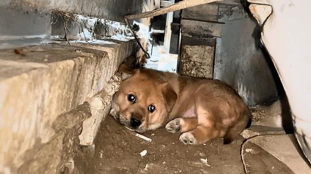 Бездомная мама-собака с щенками с трудом выживает у входа в тесную нору — без еды и тепла. Бездомная мама-собака с щенками с трудом выживает у входа в тесную нору — без еды и тепла.