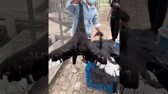 #黑天鹅 #animal #黑天鹅 #animal
