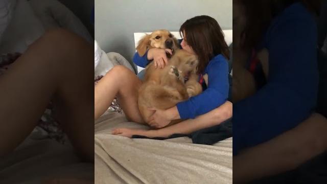 Dog thinks he's a baby #dog #golden #funny #entertainment #jokes #laugh #fun #doggo #reaction Dog thinks he's a baby #dog #golden #funny #entertainment #jokes #laugh #fun #doggo #reaction