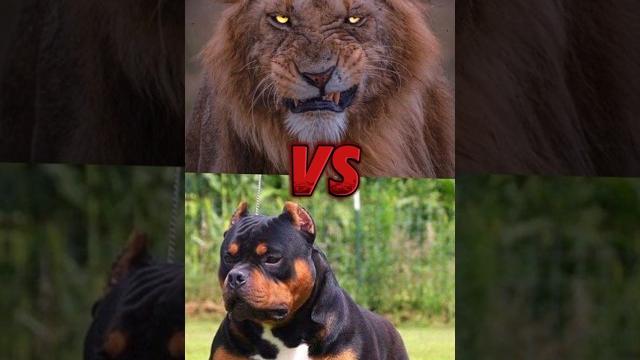 ️ pitbull dog vs killer lion || animal fight part 9 ️ pitbull dog vs killer lion || animal fight part 9