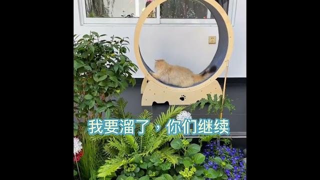 #英国长毛猫 #小奶猫的成长日记 #萌宠出道计划 #英国长毛猫蓝金渐层 #这么可爱的小猫咪 #记录猫咪日常 #家有萌宠 #铲屎官的乐趣 #猫咪的迷惑行为 #治愈猫咪 #金渐层 #每日吸猫 #英国长毛猫 #小奶猫的成长日记 #萌宠出道计划 #英国长毛猫蓝金渐层 #这么可爱的小猫咪 #记录猫咪日常 #家有萌宠 #铲屎官的乐趣 #猫咪的迷惑行为 #治愈猫咪 #金渐层 #每日吸猫