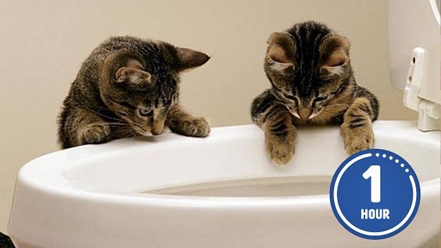 These cats are too funny! | new cat videos 2025 These cats are too funny! | new cat videos 2025
