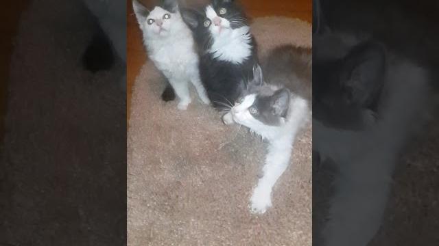 Котят в добрые руки. Котят в добрые руки.