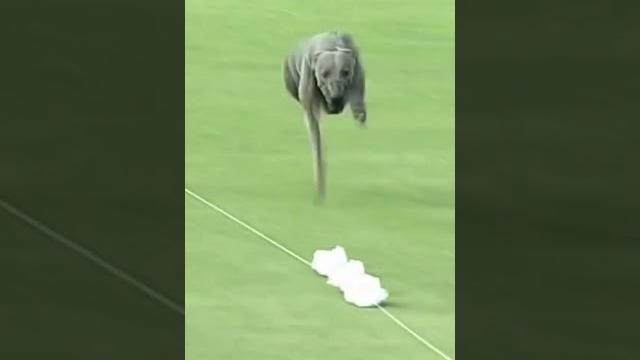 The fastest dog alive The fastest dog alive