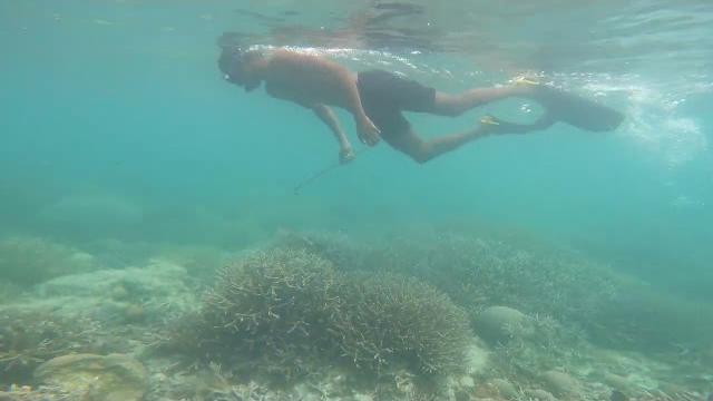 Octopus hunting in lakshadweep Octopus hunting in lakshadweep