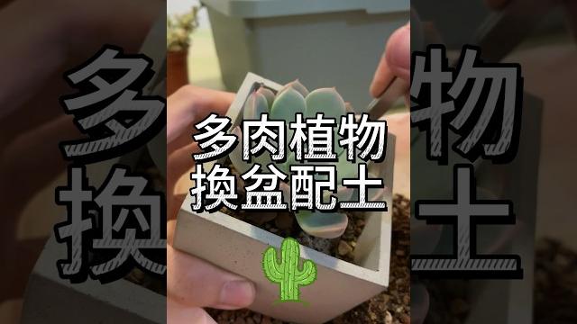 多肉植物 | 換盆換土、清根、配土 多肉植物 | 換盆換土、清根、配土