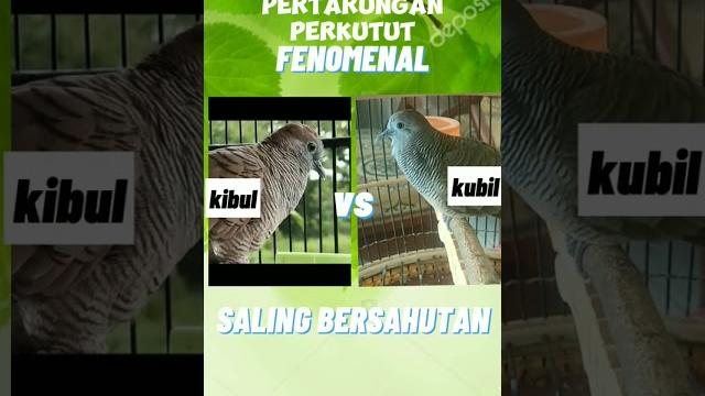 Pertarungan yang sengit, #perkutut #perkututirama #perkututlokalgacor #pancinganperkutut #perkututid Pertarungan yang sengit, #perkutut #perkututirama #perkututlokalgacor #pancinganperkutut #perkututid
