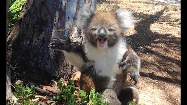 Koala gets kicked out of tree and cries! Koala gets kicked out of tree and cries!