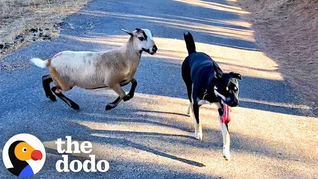 Sheep knows his dog best friend's name | the dodo Sheep knows his dog best friend's name | the dodo