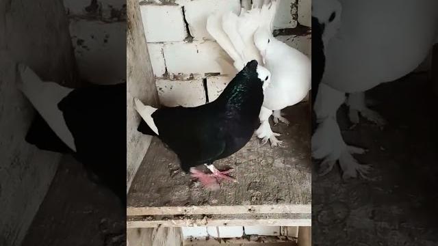 Black and white kabootar || 2 kabootar || pigeon #shorts Black and white kabootar || 2 kabootar || pigeon #shorts