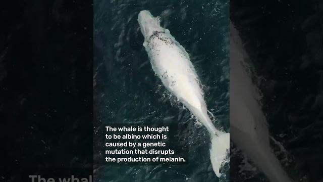 Rare white southern right whale calf spotted Rare white southern right whale calf spotted