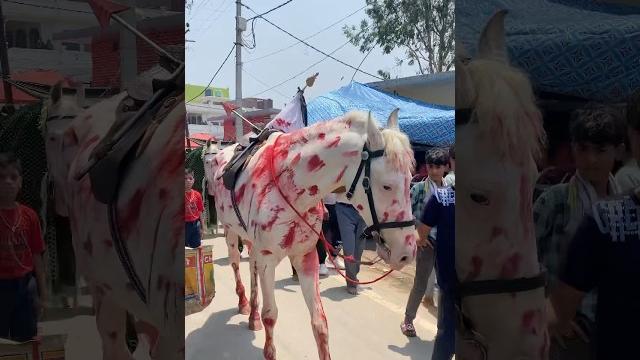 Zuljana | zuljanah e imam hussain | jogipure jaloos #zuljanah #zuljana #azadari #ytshorts Zuljana | zuljanah e imam hussain | jogipure jaloos #zuljanah #zuljana #azadari #ytshorts