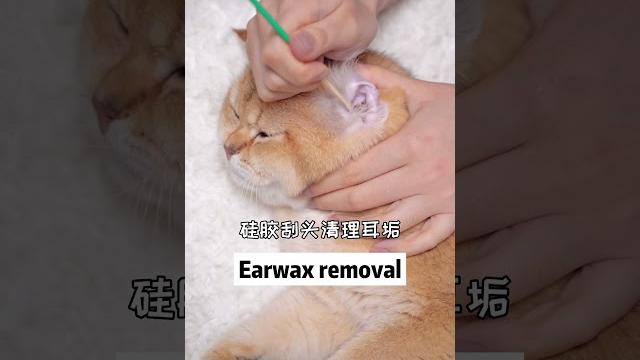 Kitten‘s immersive ear treatment~asmr | catalley #shorts #cat #mukbang #meow #kawaii #cute Kitten‘s immersive ear treatment~asmr | catalley #shorts #cat #mukbang #meow #kawaii #cute