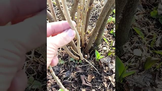 Не обрезайте смородину, пока не посмотрите это видео / смородина размером с вишню с помощью обрезки Не обрезайте смородину, пока не посмотрите это видео / смородина размером с вишню с помощью обрезки