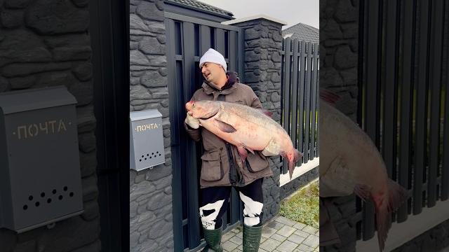 Рыбак вернулся домой. рыбалка. #рыбалка #shortsvideo Рыбак вернулся домой. рыбалка. #рыбалка #shortsvideo