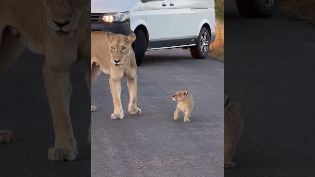 Tiny lion cub ️ #amazing #nature #animals Tiny lion cub ️ #amazing #nature #animals