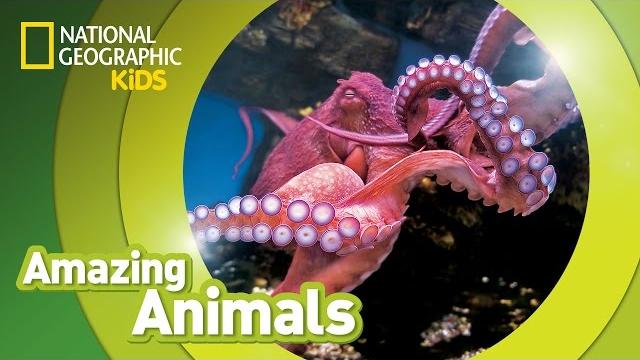 Giant pacific octopus | amazing animals Giant pacific octopus | amazing animals