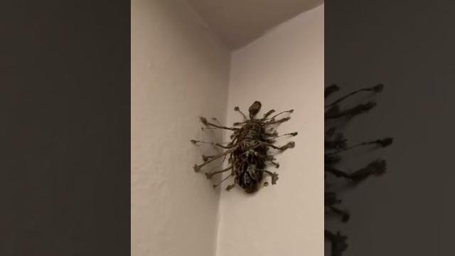 What is this bug What is this bug