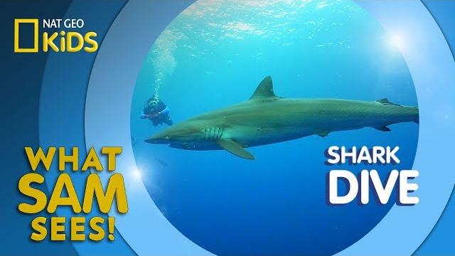 Shark dive | what sam sees Shark dive | what sam sees