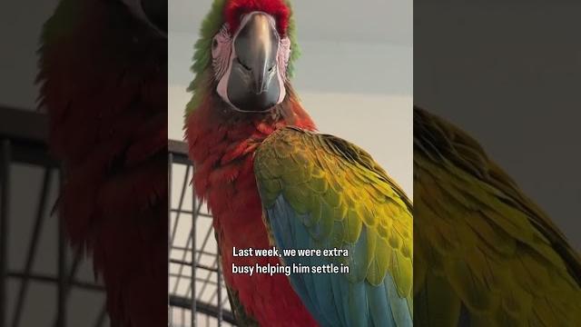 Meet pyro, the shamrock macaw ️ #macaw #babybird #birds Meet pyro, the shamrock macaw ️ #macaw #babybird #birds
