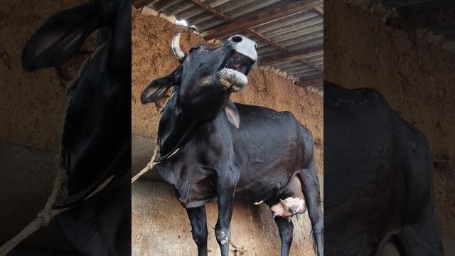 Cow mooing sound#animal sound#cattle moo sound Cow mooing sound#animal sound#cattle moo sound