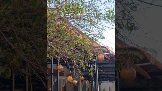 Homegrown pomegranate, mango & mulberry #shorts #fruit #homegrown #indonesia #outskirts #simplelife Homegrown pomegranate, mango & mulberry #shorts #fruit #homegrown #indonesia #outskirts #simplelife