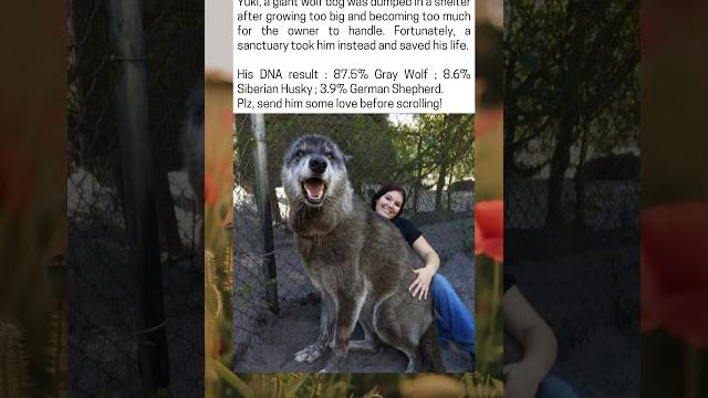 Yuki, the giant wolf dog Yuki, the giant wolf dog