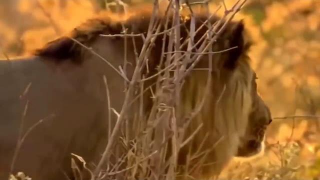 Jilovlanmagan afrika savandagi hayot uchun kurash Jilovlanmagan afrika savandagi hayot uchun kurash