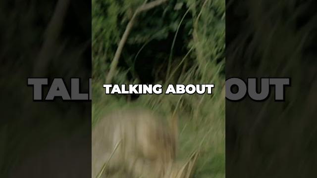 Exploring the mysterious bornean bay cat in 60 seconds Exploring the mysterious bornean bay cat in 60 seconds