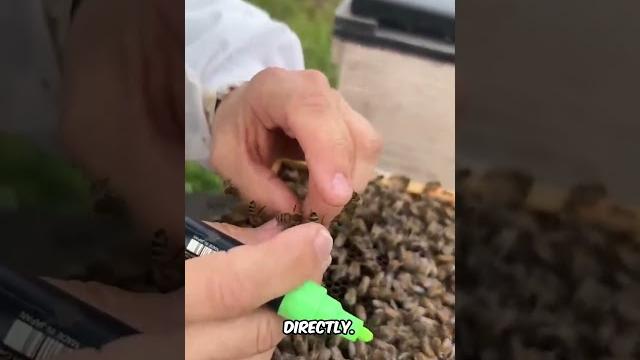 Why beekeepers cage queen bee Why beekeepers cage queen bee