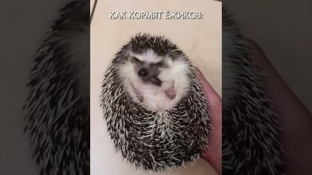 Как едят ёжики Как едят ёжики
