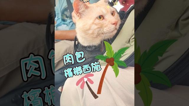 帶肉包去看檳榔西施|#funny #cat #cute #pets #貓咪日常 #寵物 帶肉包去看檳榔西施|#funny #cat #cute #pets #貓咪日常 #寵物