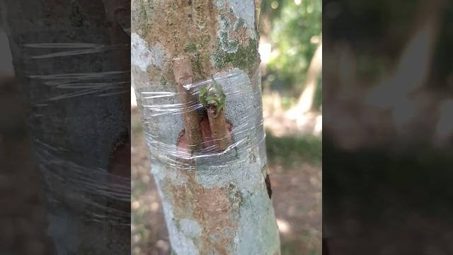 Double grafting on a tree #shorts Double grafting on a tree #shorts