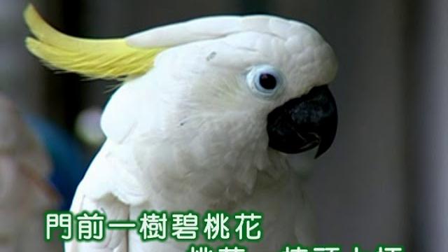 張露 ~ 門前一樹碧桃花 張露 ~ 門前一樹碧桃花
