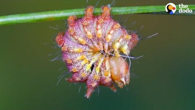 Watch this caterpillar turn into a chinese luna moth | the dodo Watch this caterpillar turn into a chinese luna moth | the dodo