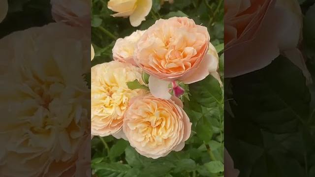 Evelyn #rose #beautiful #summer 2025 Evelyn #rose #beautiful #summer 2025