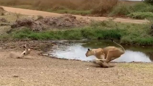 Lion fails to catch gazelle in epic safari footage Lion fails to catch gazelle in epic safari footage