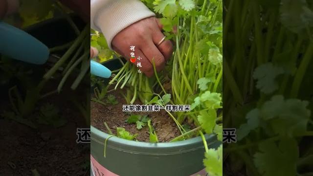 秋冬种香菜要选耐寒品种 #田园生活 #在家种菜 #香菜 秋冬种香菜要选耐寒品种 #田园生活 #在家种菜 #香菜