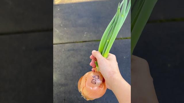 Onion’s lucky day 洋葱的幸运日 #菜园 #gardening #新鲜采摘 #种菜#farmtotable #気持ち#ラッキー#shortclip #短视频 #funny Onion’s lucky day 洋葱的幸运日 #菜园 #gardening #新鲜采摘 #种菜#farmtotable #気持ち#ラッキー#shortclip #短视频 #funny