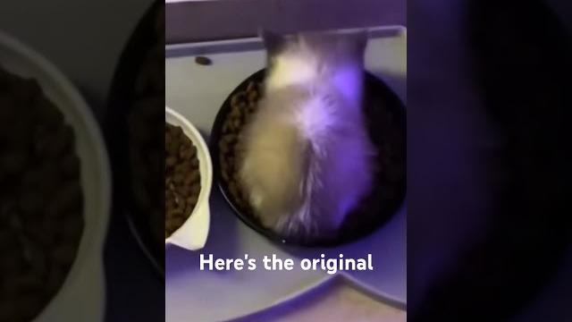 Original wiwiwi cat #cat #funny #shorts Original wiwiwi cat #cat #funny #shorts